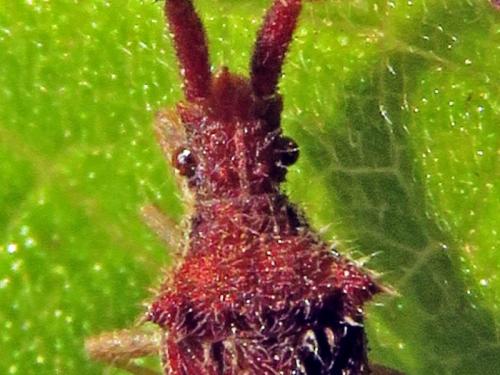 Coriomeris affinis